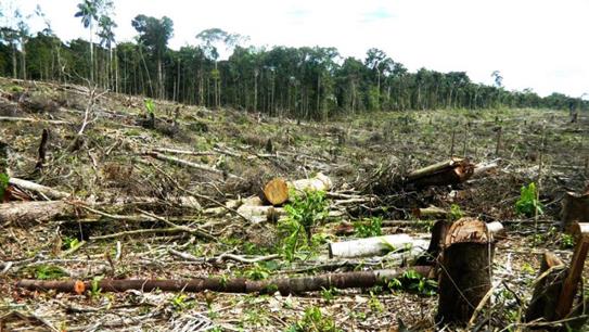 Opinión] ¿Cómo combatir la deforestación? | SPDA Actualidad ...